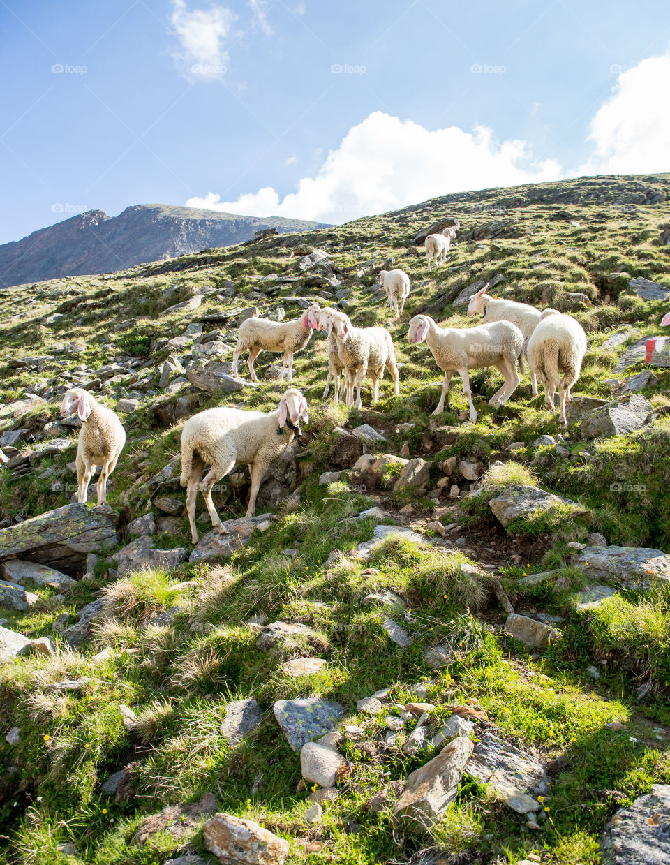 freeland sheep herd in alps