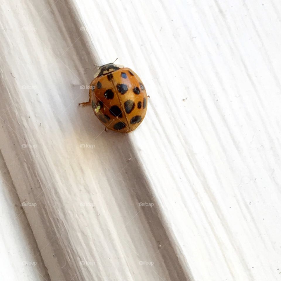 Lady bug