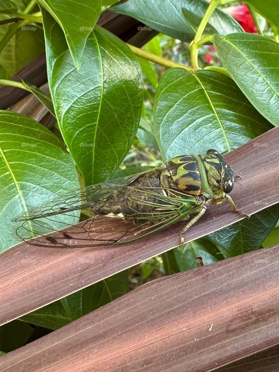 Summer cicada bug insect nature neotibicen pruinosus neighborhood wildlife green leaves