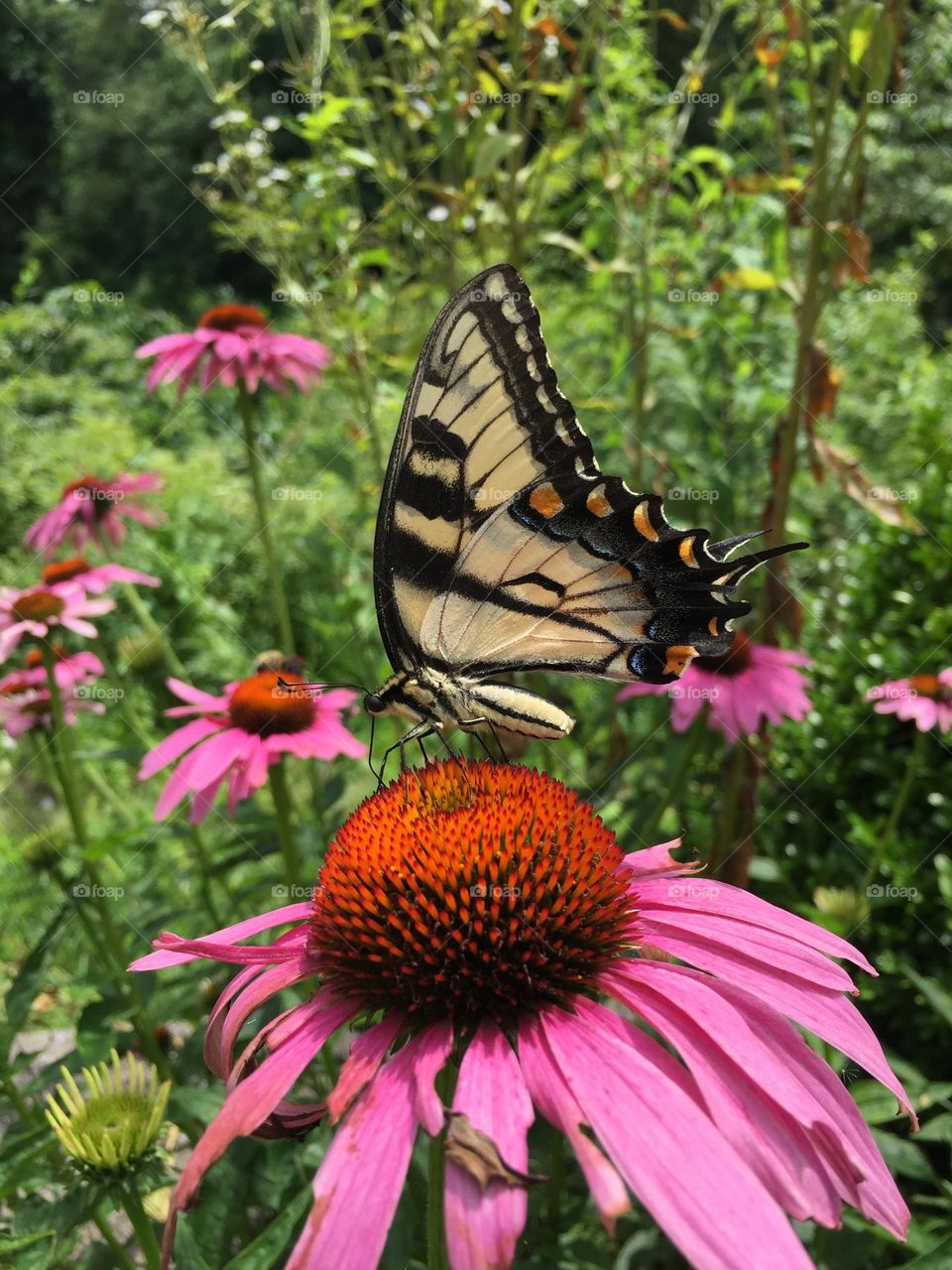 Drinking butterfly at the echinacea restaurant 