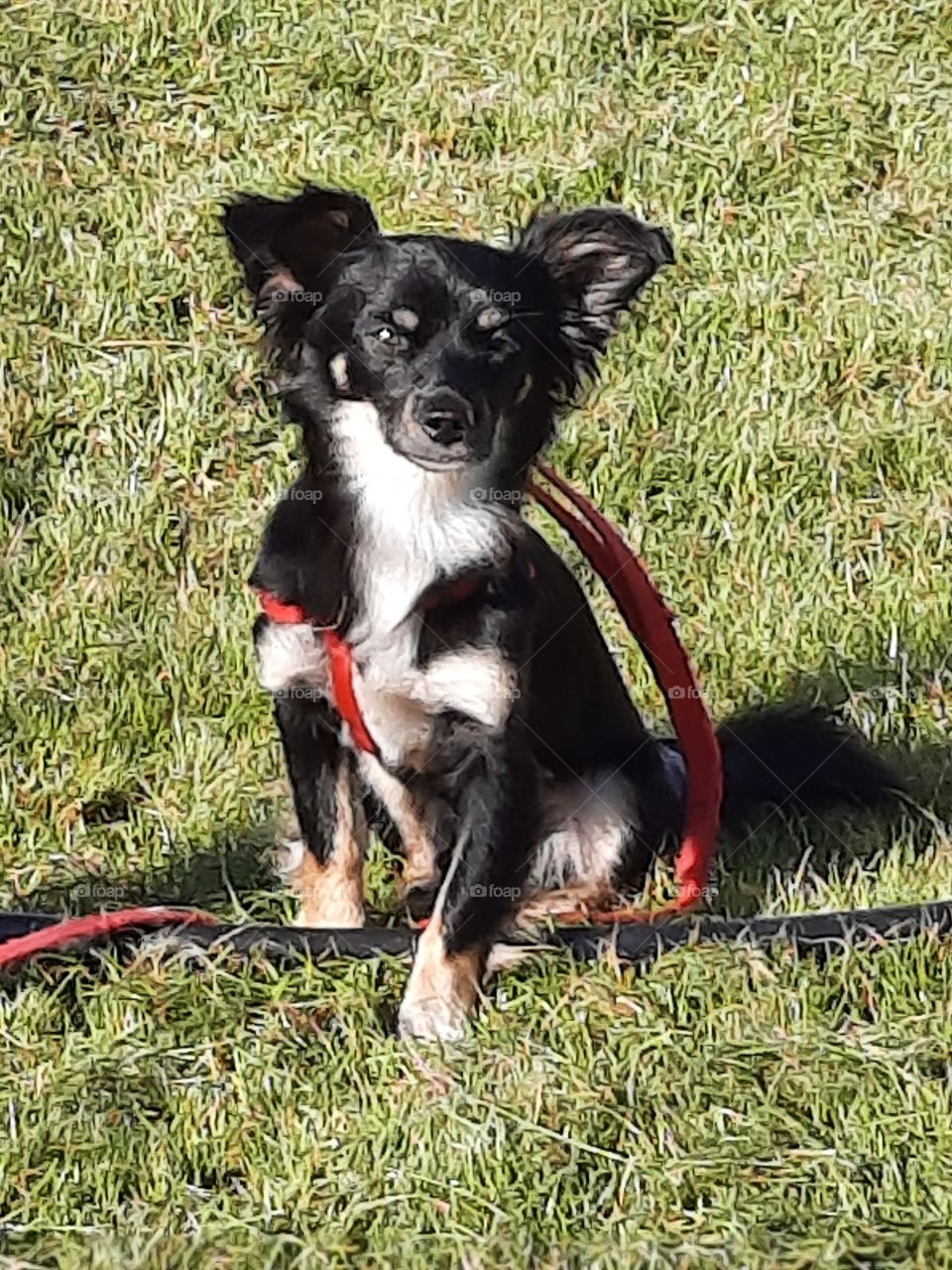 little  dog with red leash waiting for a walk