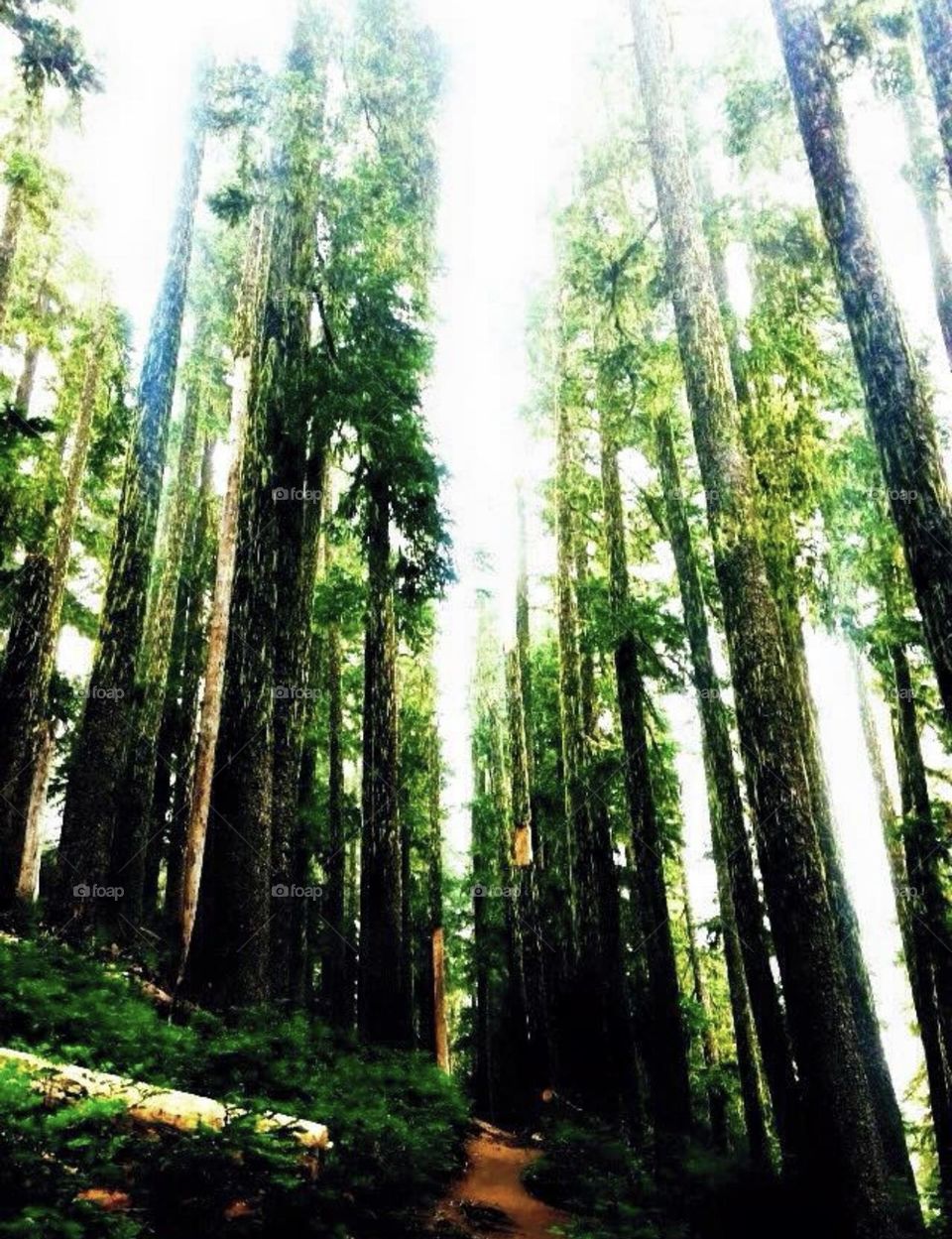 Old Growth Timber and Sky