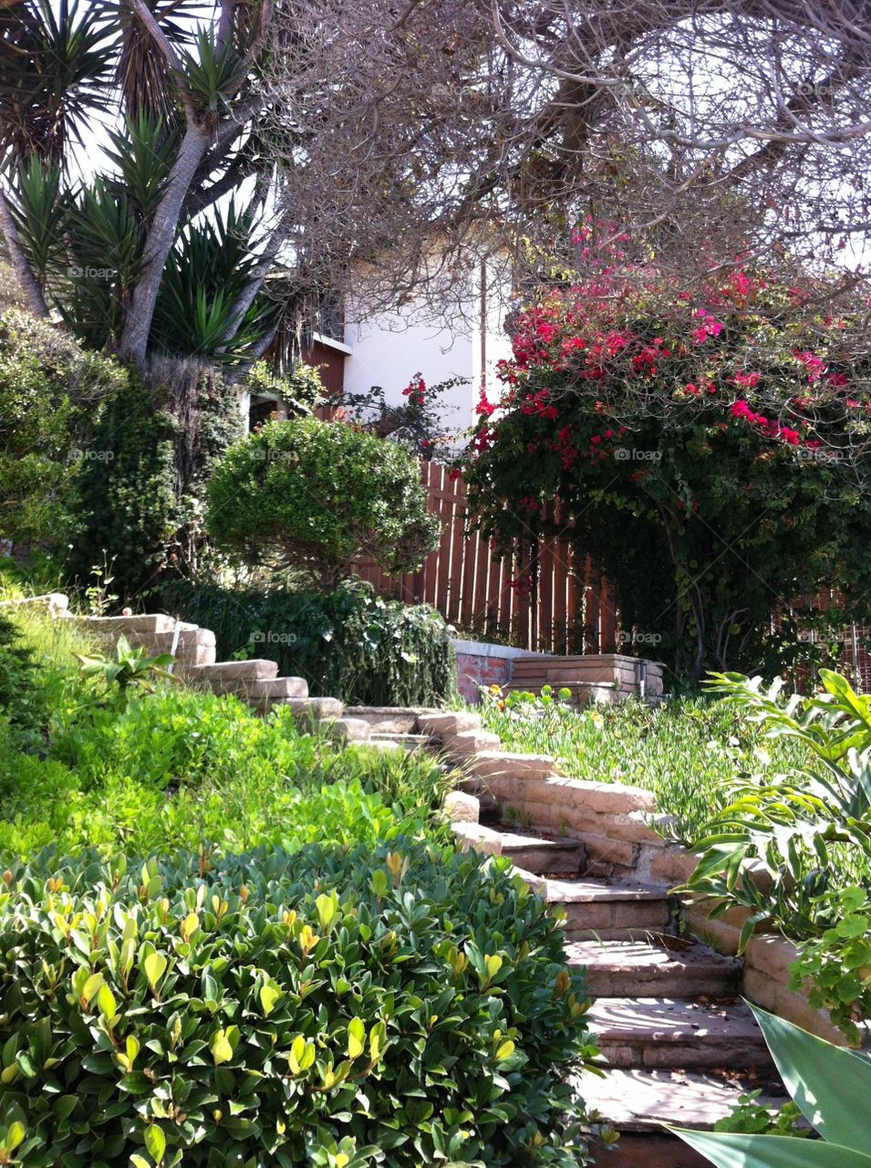Garden in Malibu . A beautiful garden at one of the fancy homes in Malibu, CA.