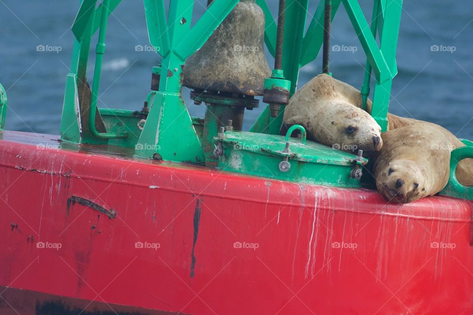 Sea lions