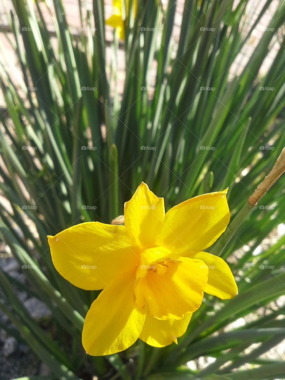 Daffodil Spring