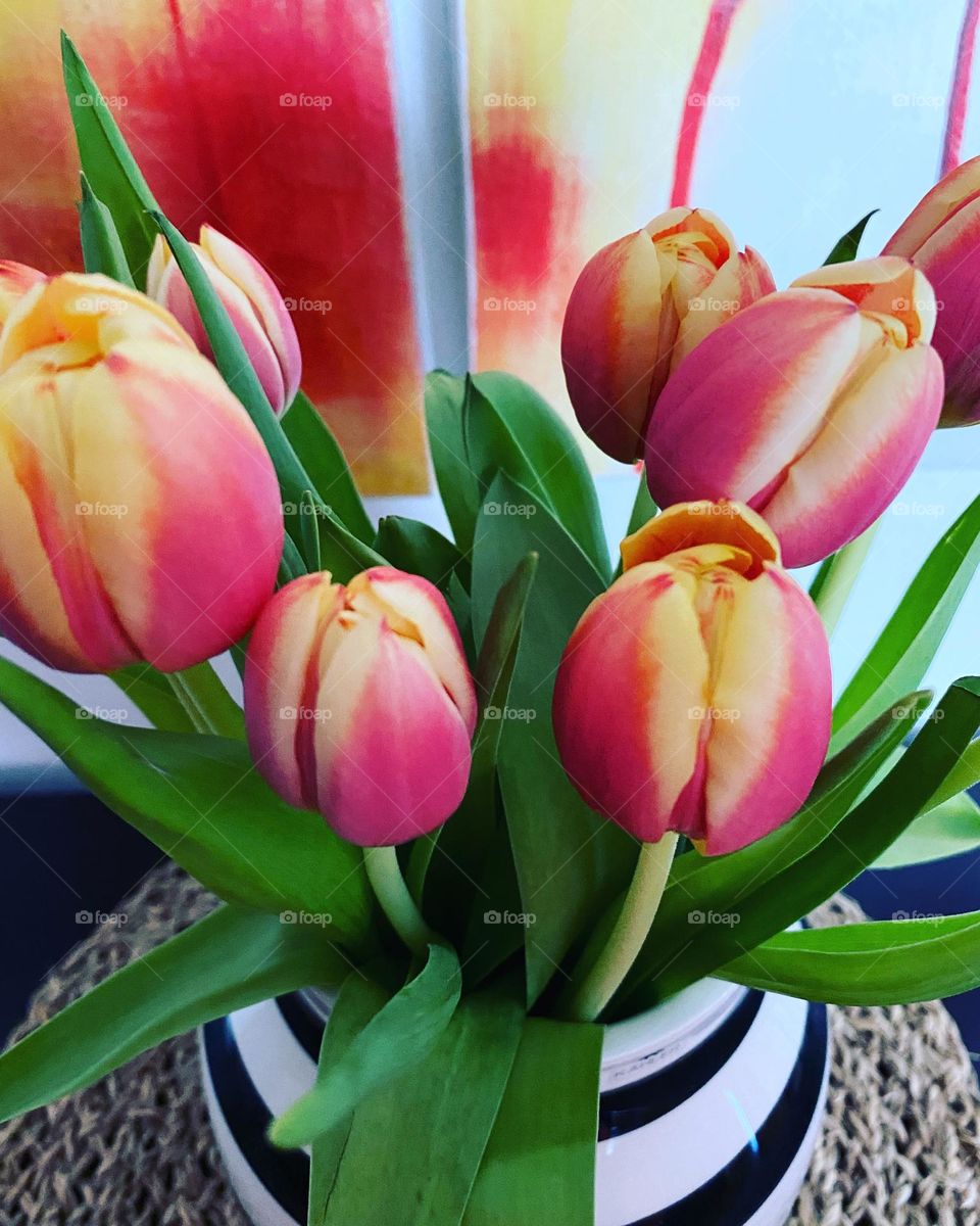 Tulipani
