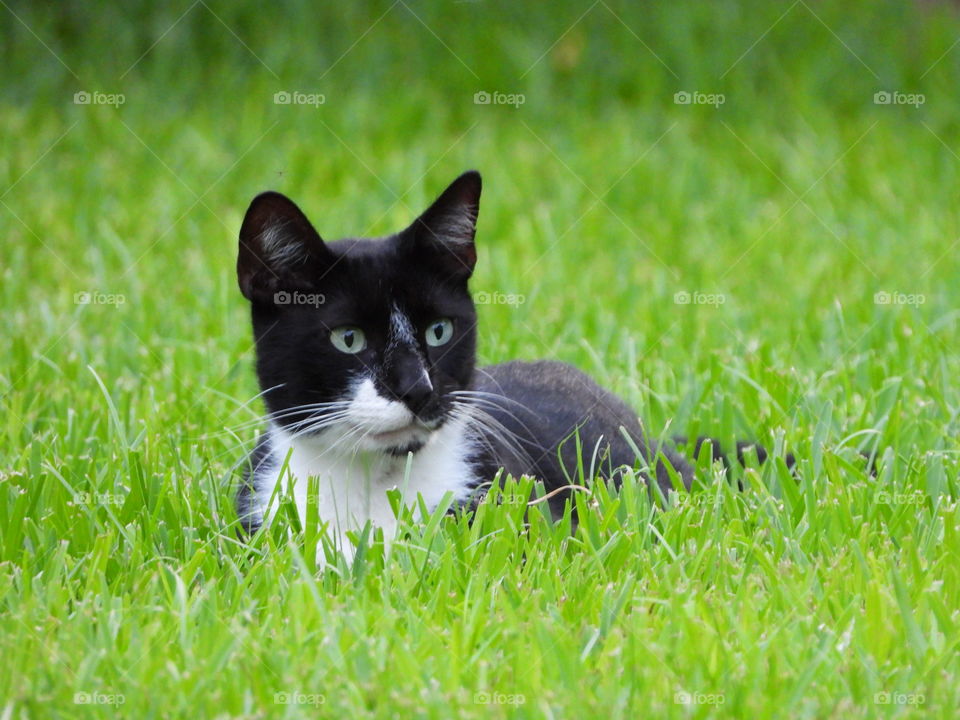Black and white cat laying on freshly mowed field of grass