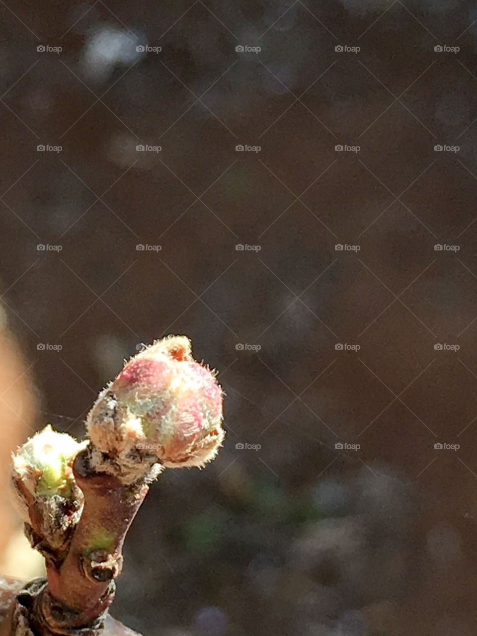 Nectarine tree flower bud on end of branch blurred background