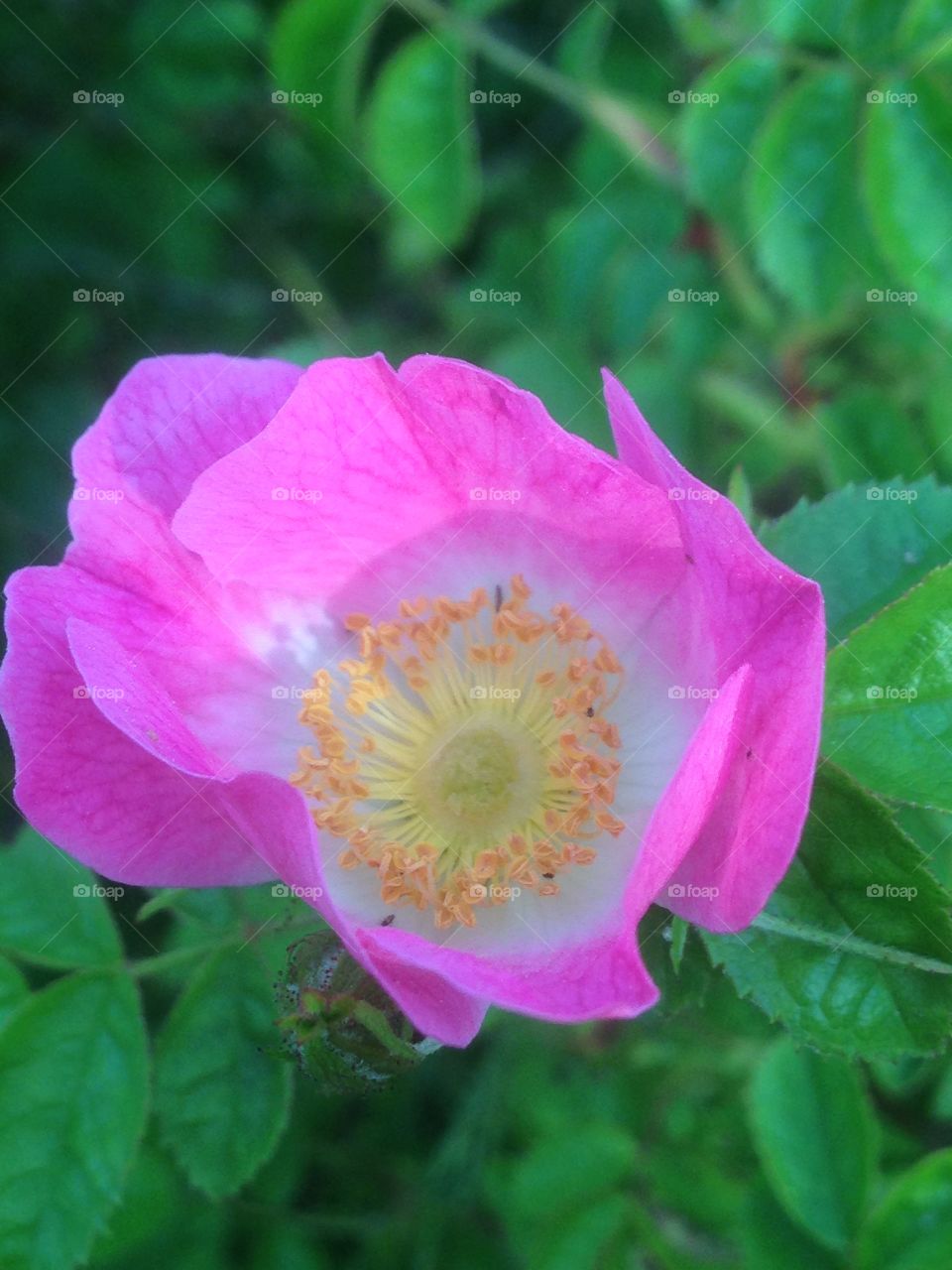 Dog rose 