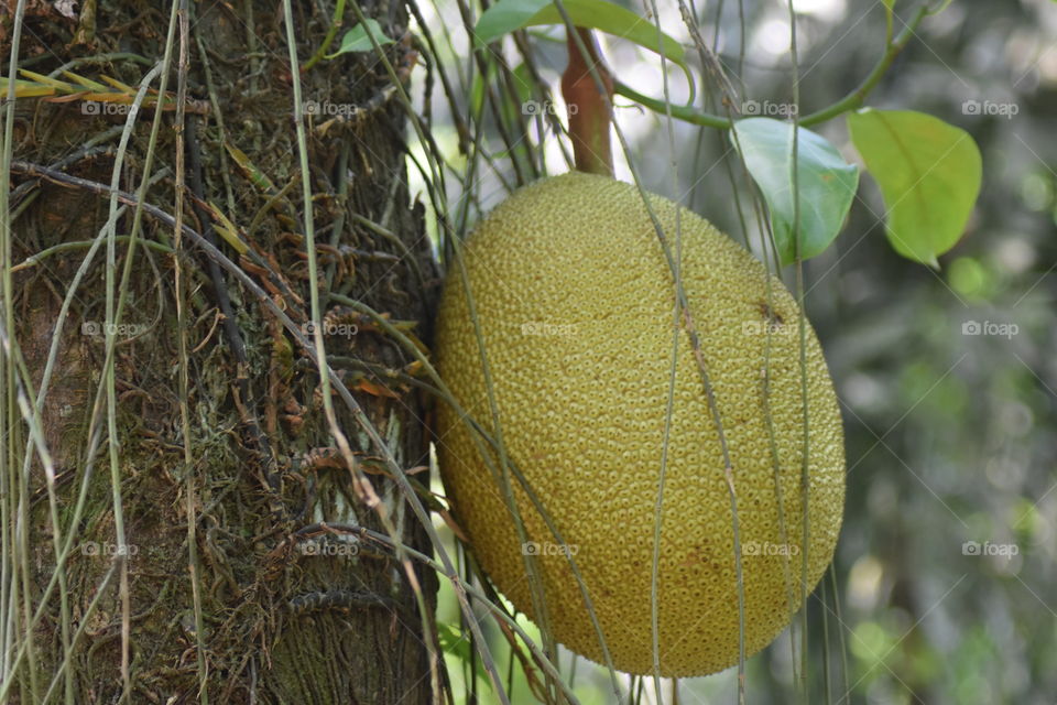 Jack fruit