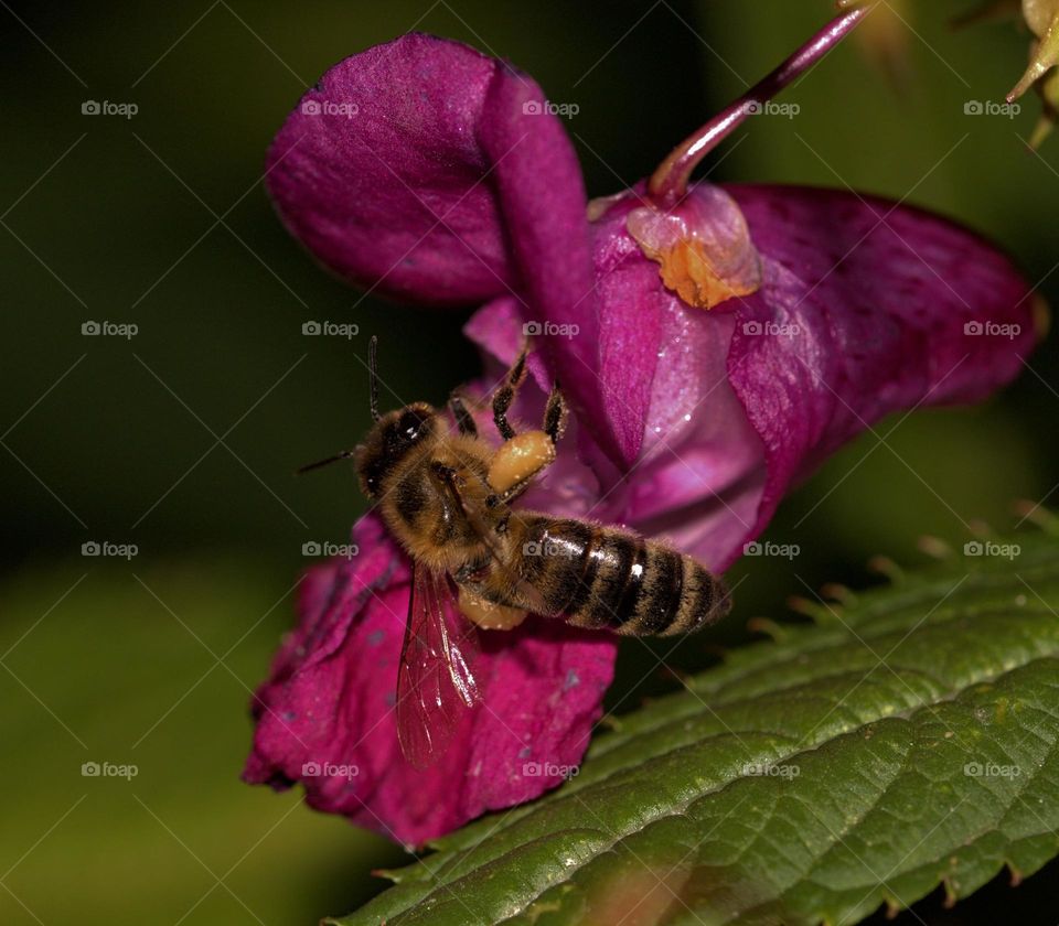 Enchanting and delicate,the bees should be protected in this times, because of their role in the ecosystems as main pollinators.