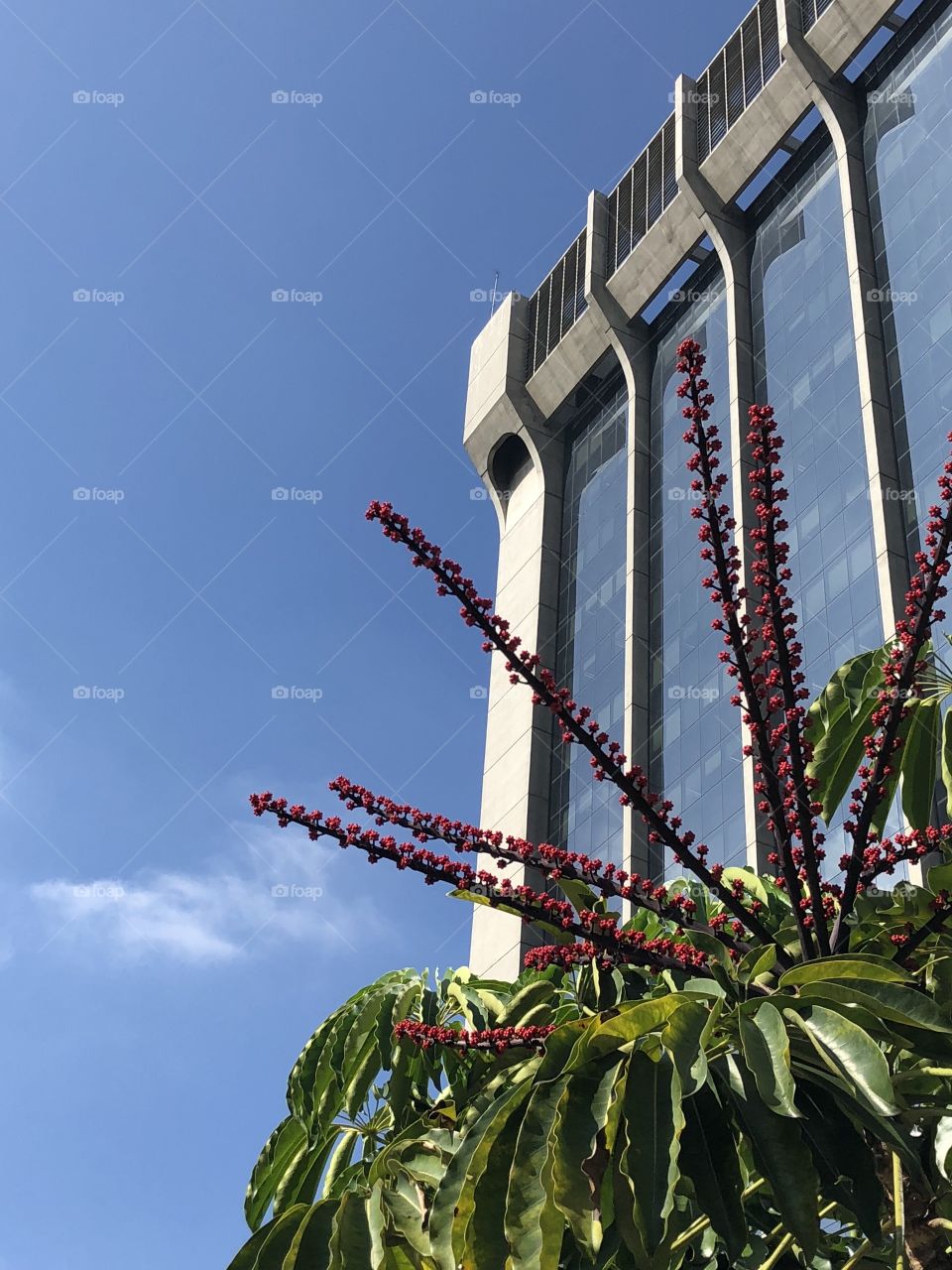 A building and nature around it in São Paulo downtown on a sunny day. It is not only concrete and steel. The city has a lot of green and beauty to share with those who dare to face the traffic.