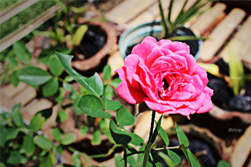 pink rose in a flower pot. my aunts garden flowers