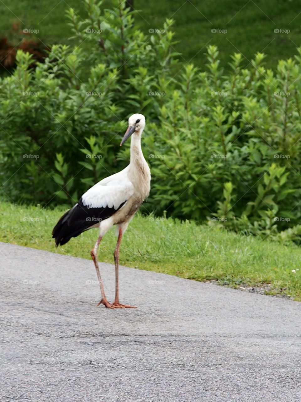 Stork on the road