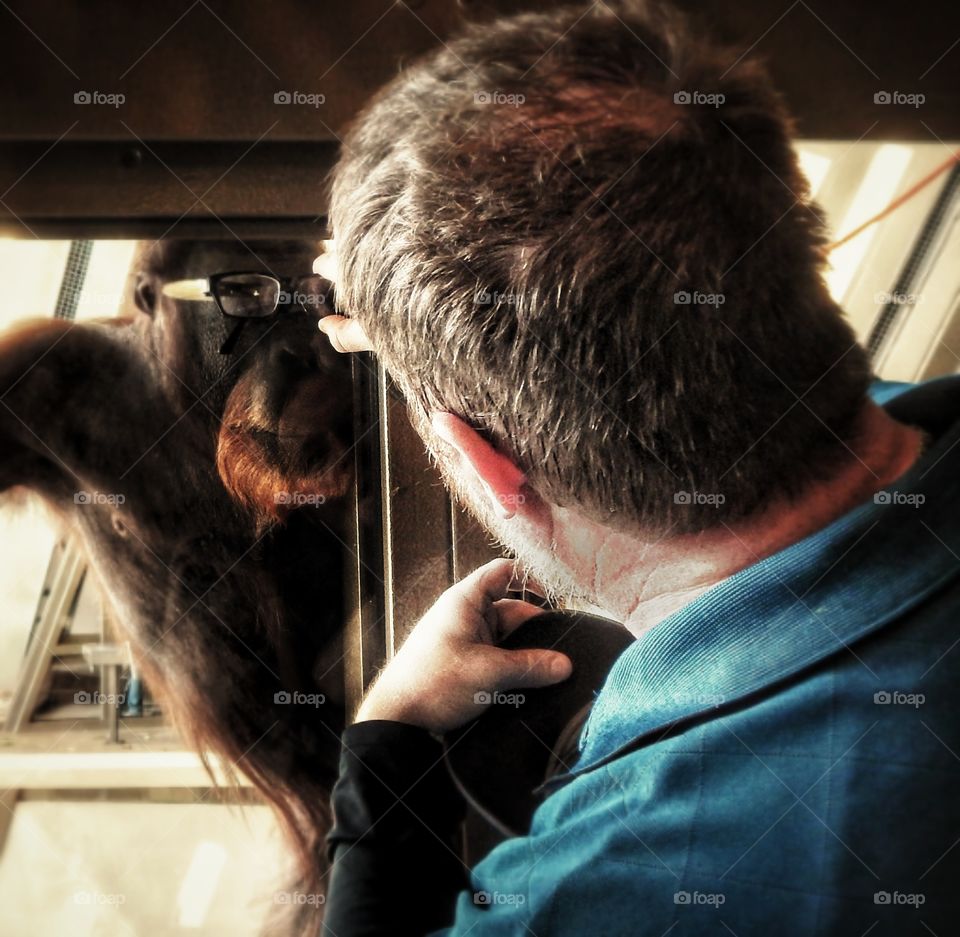 orangutan monkey looking through the eyes of a human