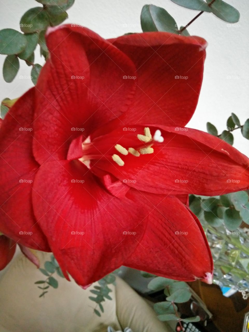a colorful red amarillys flower in bloom in springtime
