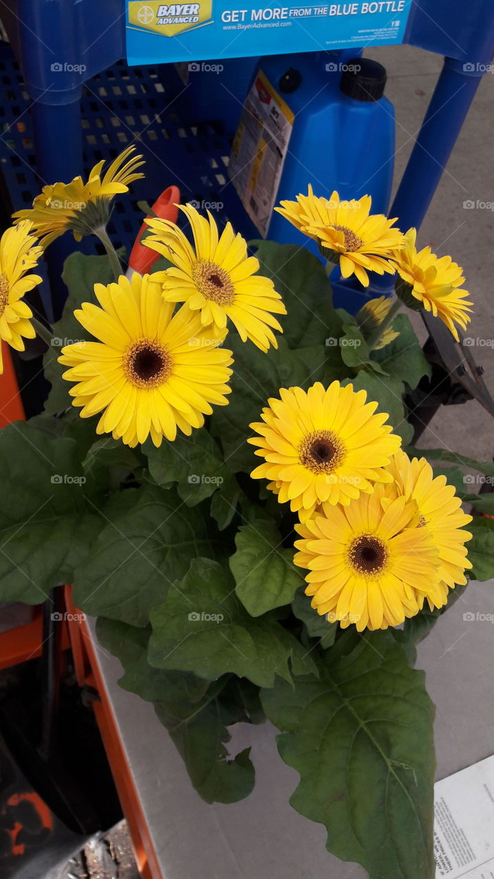gerbera daisy. tampa fl