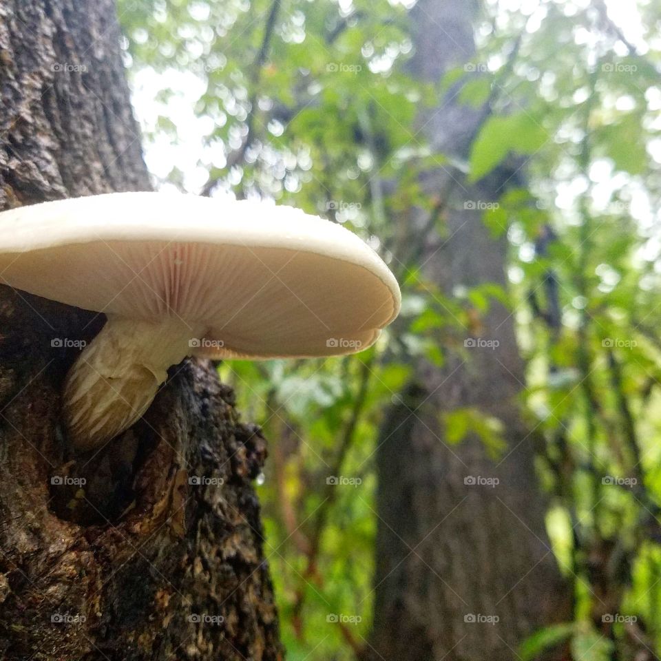 Minnesota Mushroom