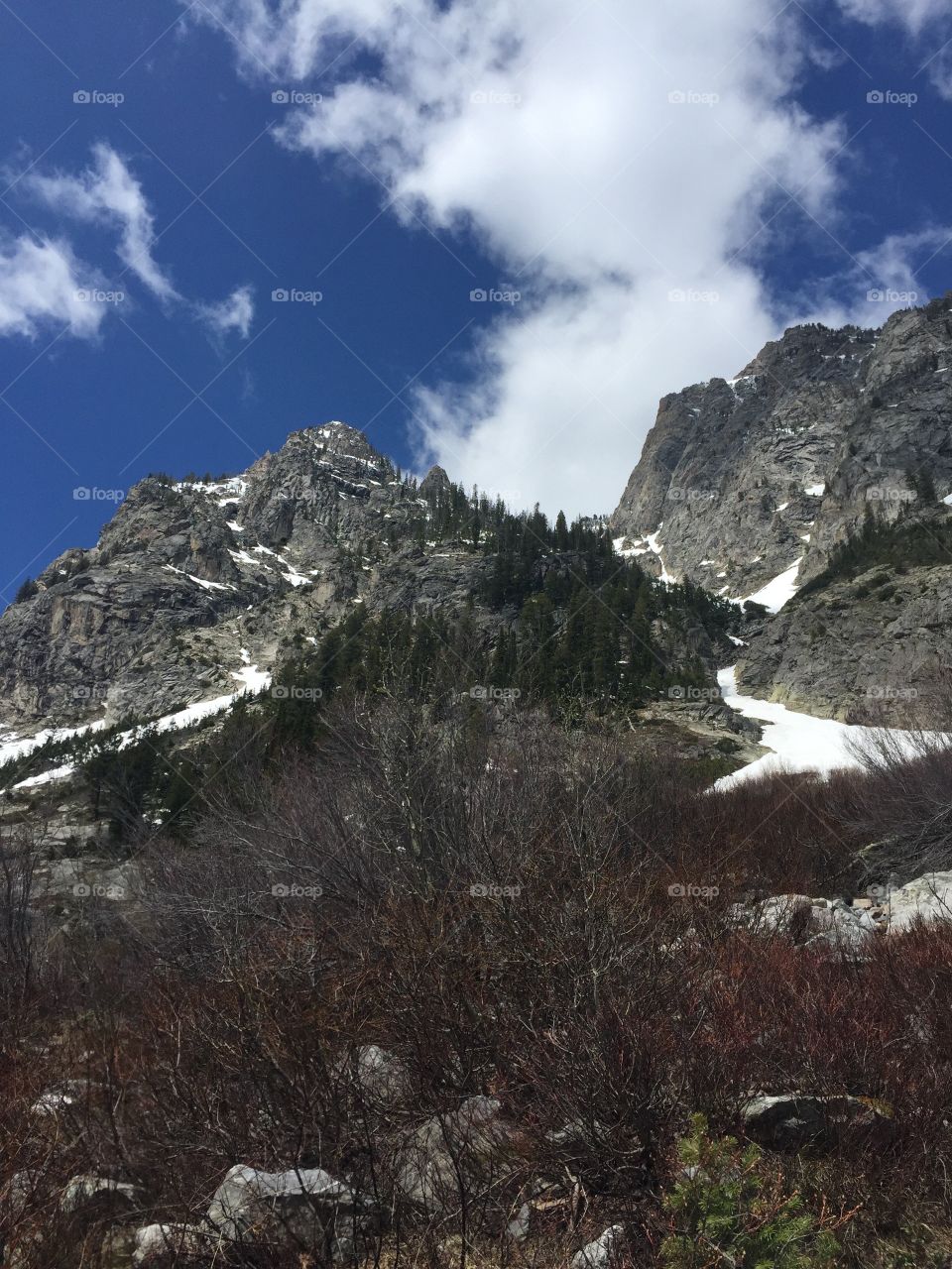 My Rainier Meadow 