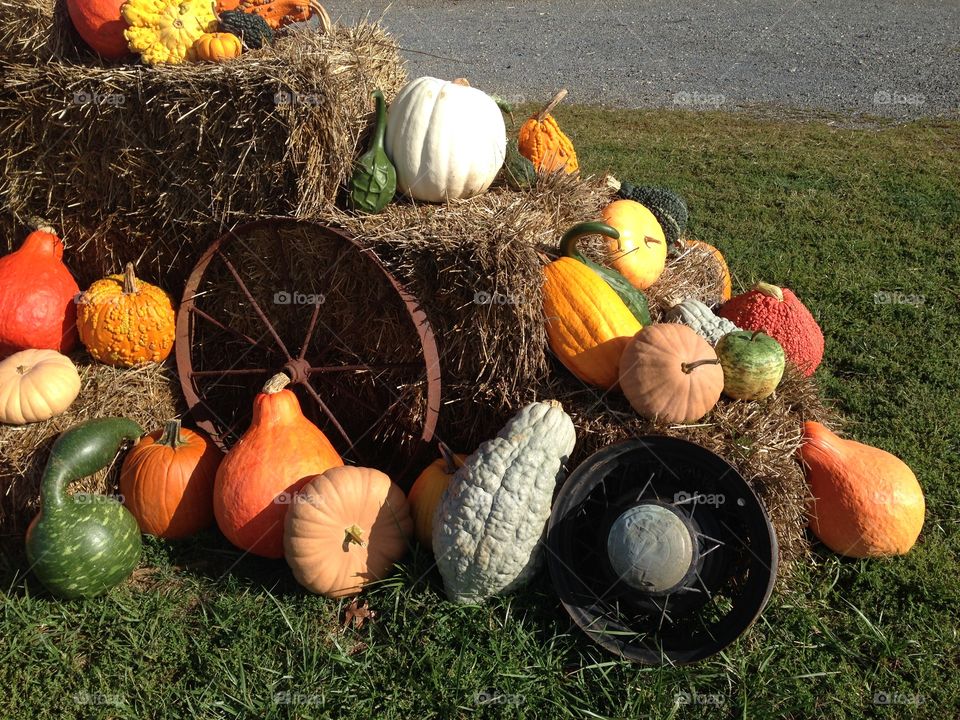 Pumpkin Display