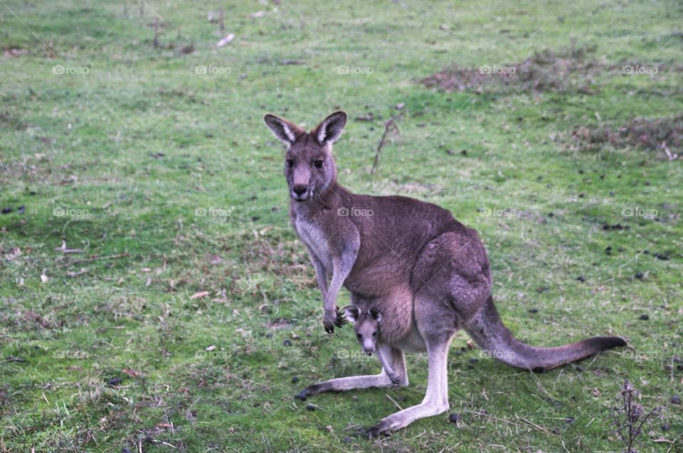 Kangaroo with baby wildlife Australia