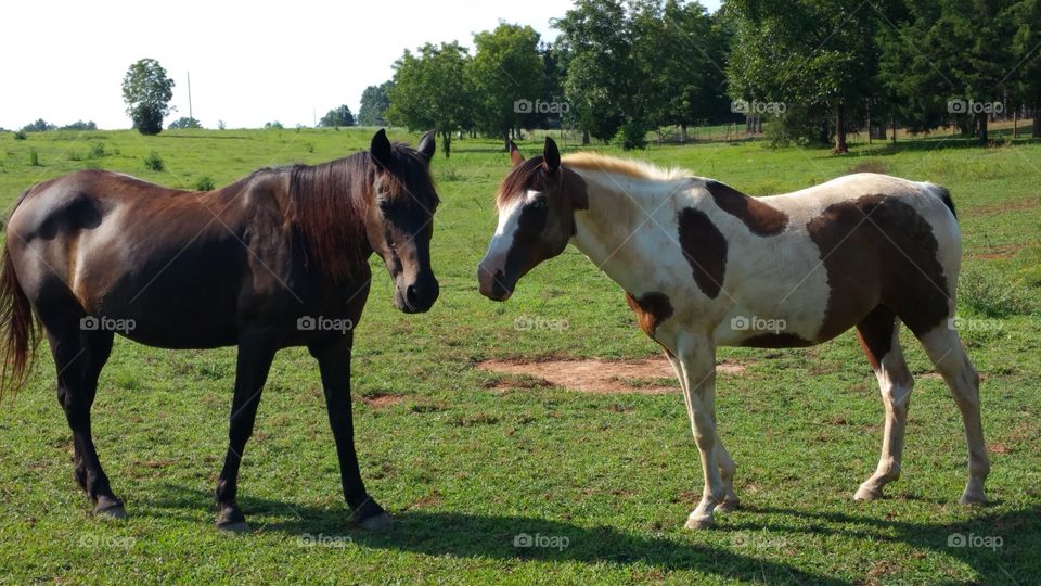 two horses. two horses