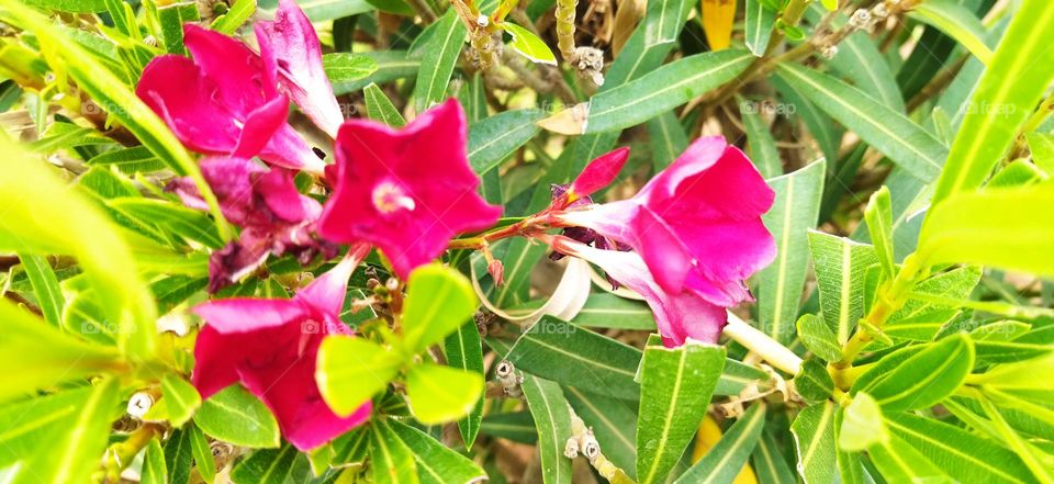 Multicolor flowers