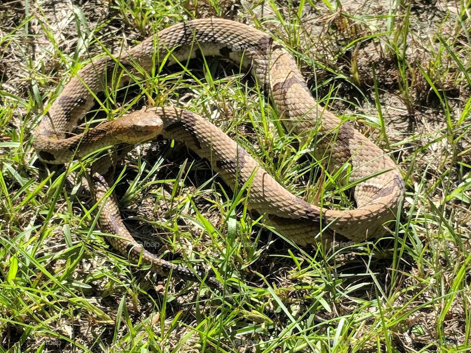 Copperhead Snake