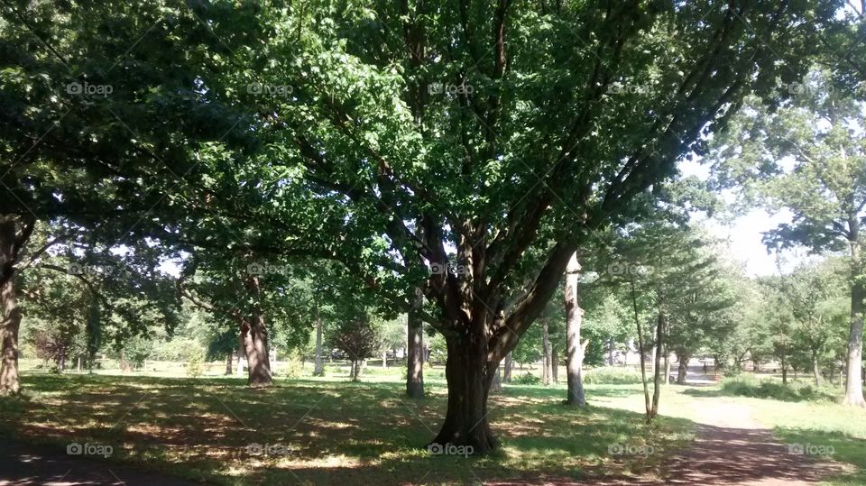 Big Tree at park