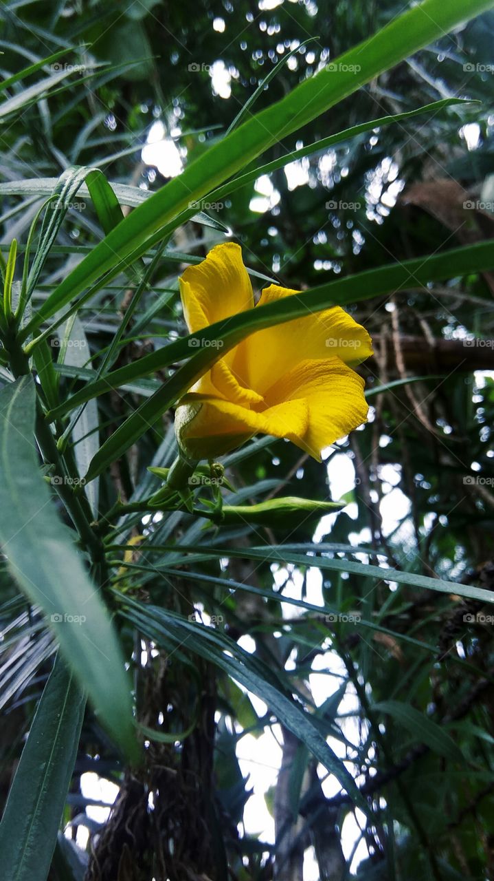 This is a beautiful flowers