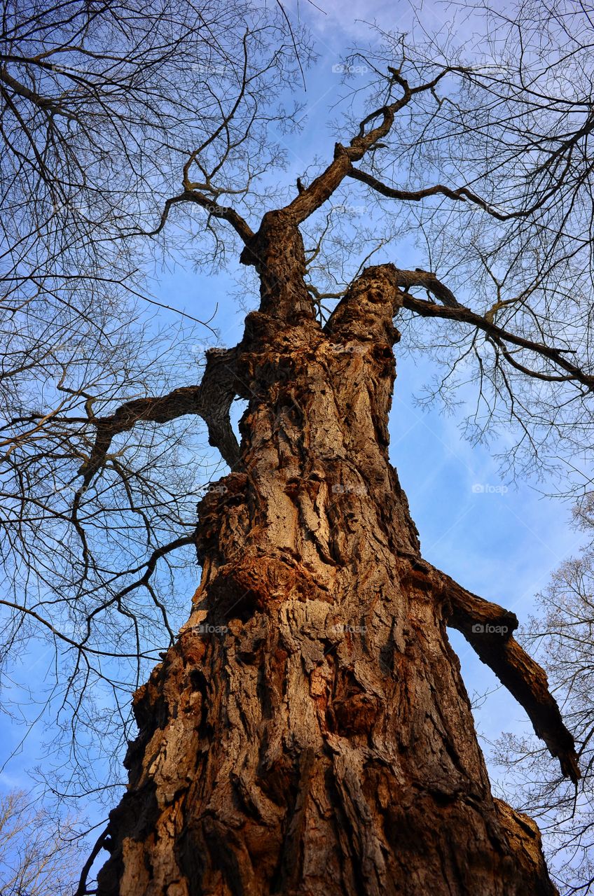 Low angle view of dry tree in forest