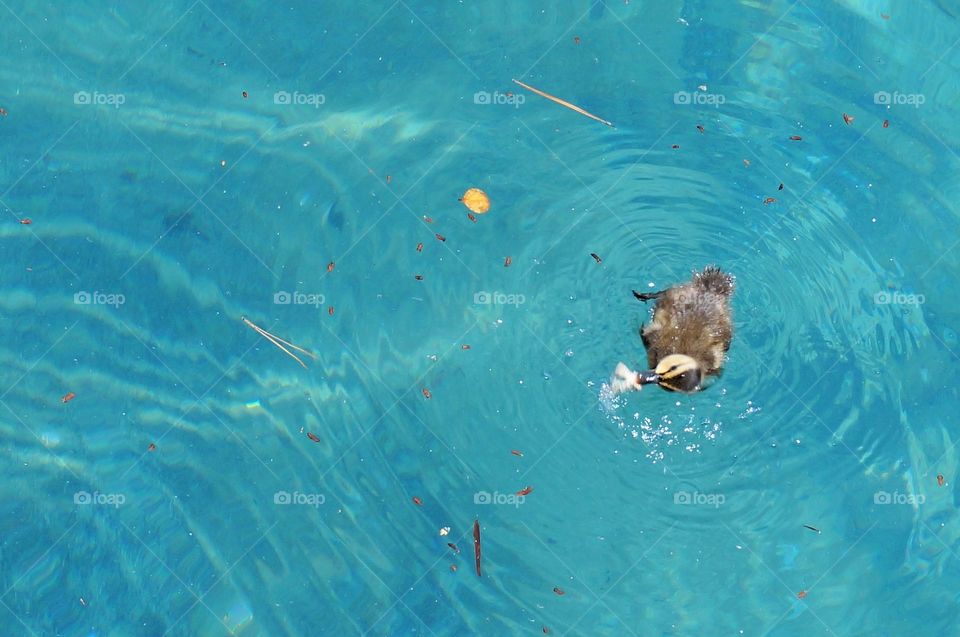 Duckling wrestling a moth. Photo taken in Las Vegas