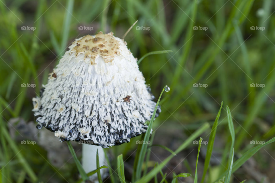 mushroom in a spring forest