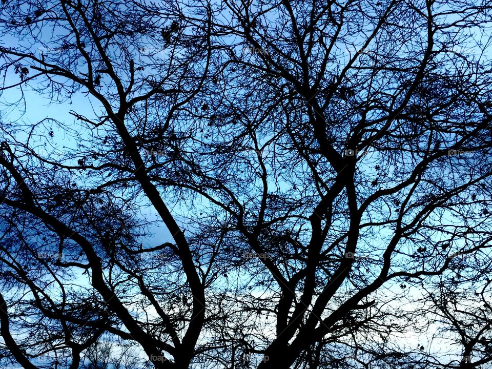 Sky Branches