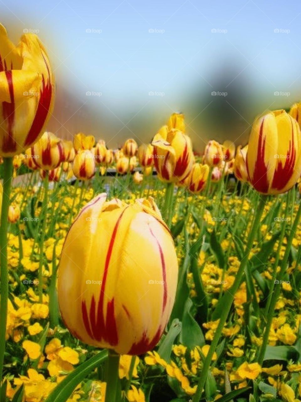 Field of yellow tulips