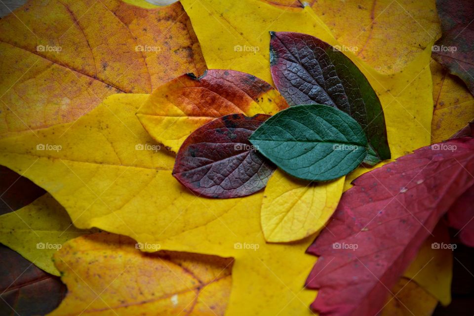 colorful autumn leaves color love