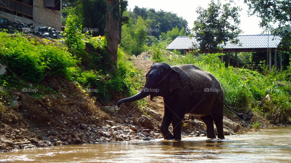 Thai elephant 