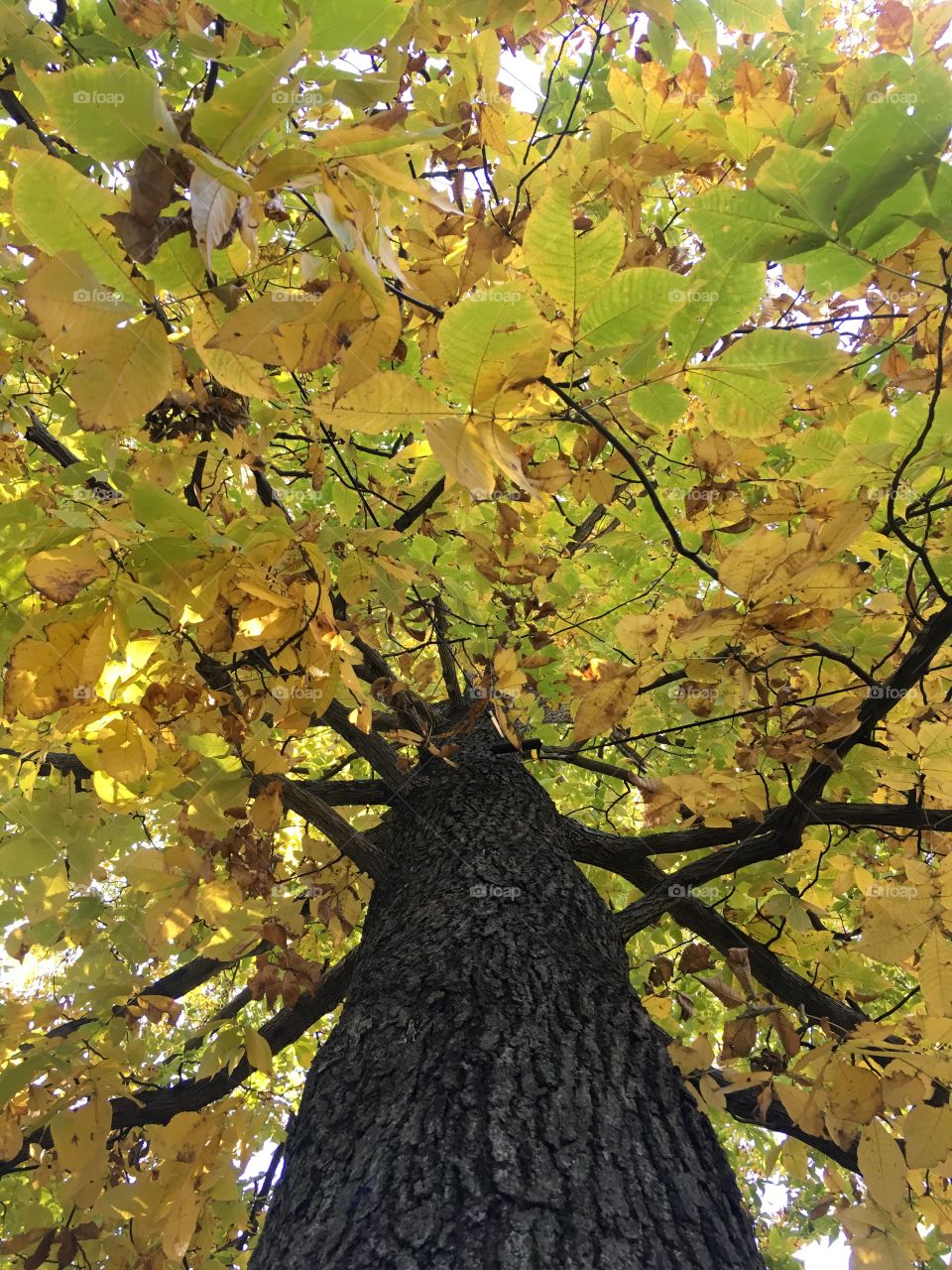 Fall hickory foliage