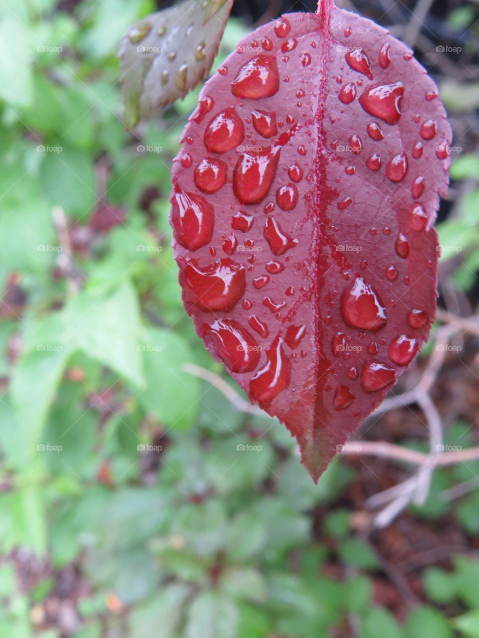 Red leaf with water