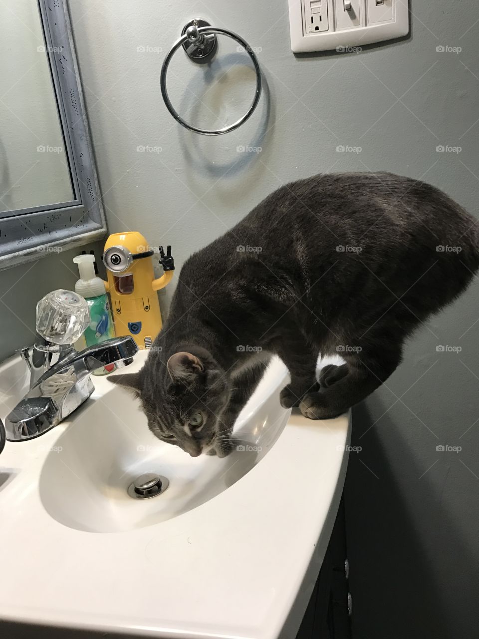 Cat and the sink