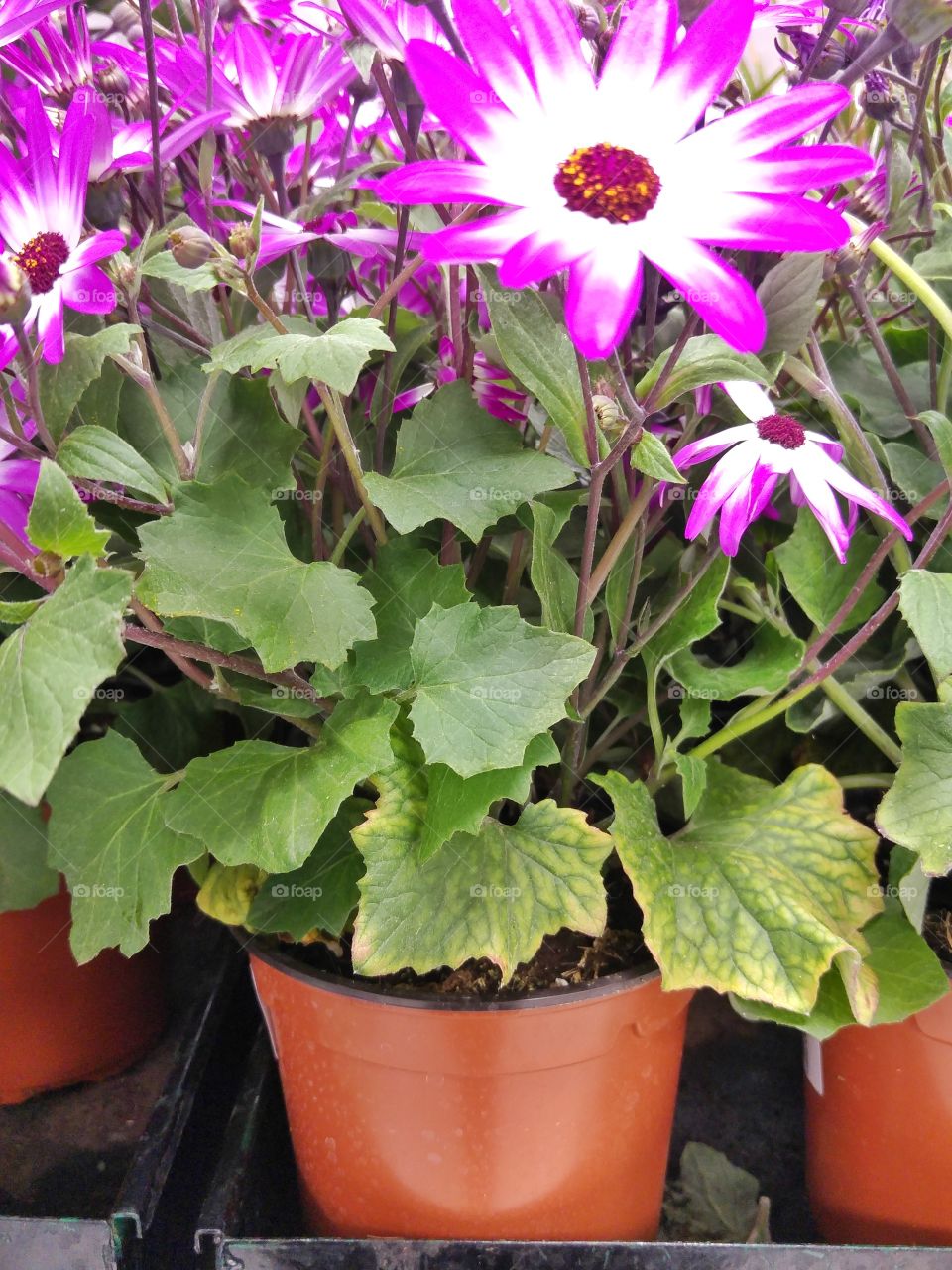 What the pots contain