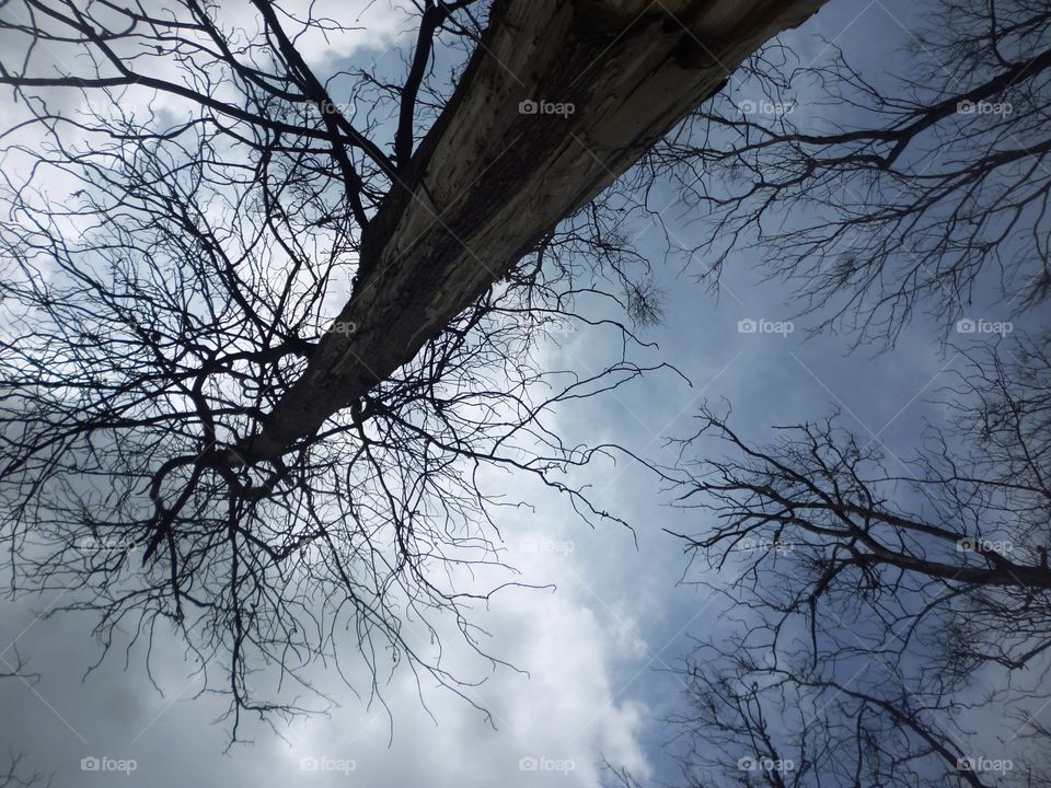 drying tree. drying trees in the jungle in dry season