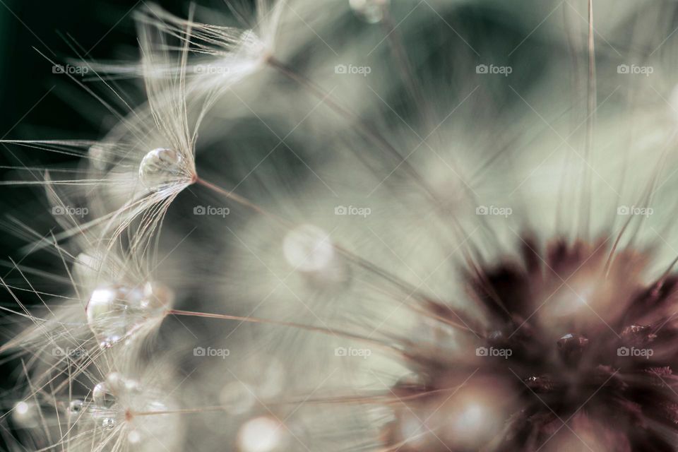 Dandelion closeup