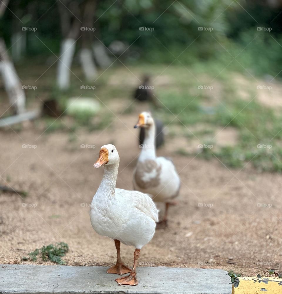 Ducks