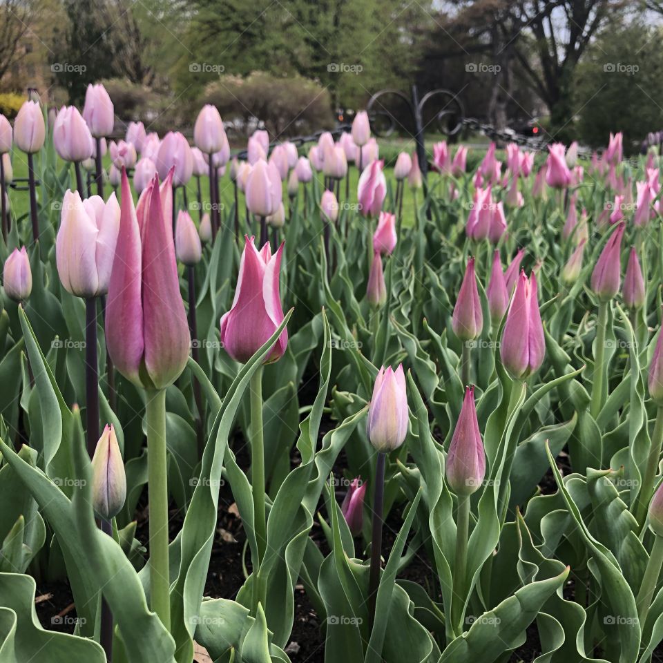 Lavender Tulips 