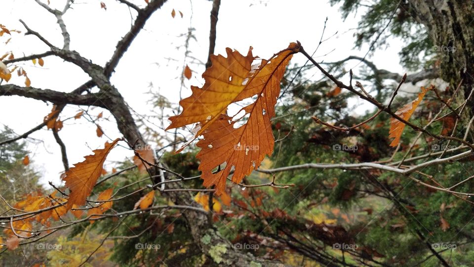 Fall foliage