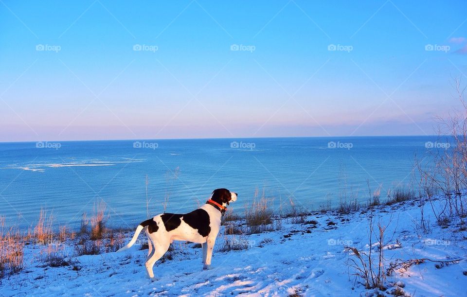 Marley the Coonhound...