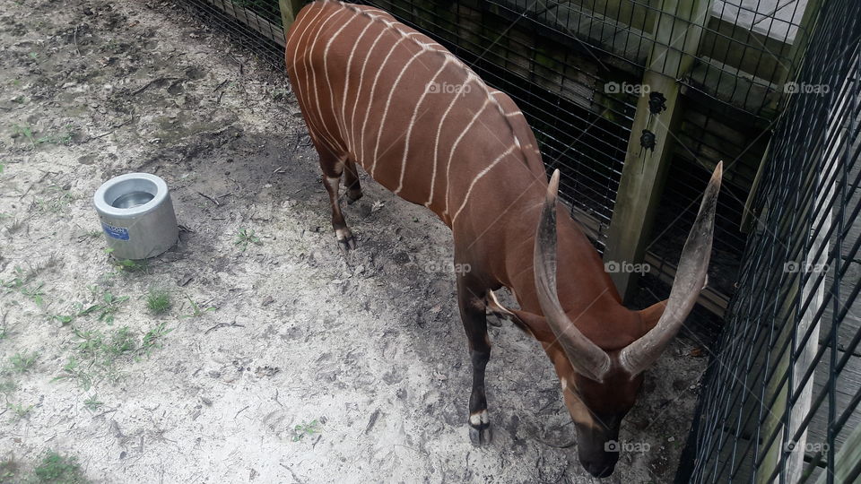 Antelope at the Zoo