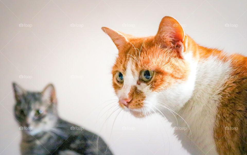 A portrait of two cats