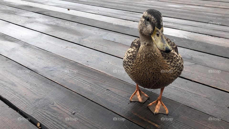 duck walking on the wooden deck on the pier